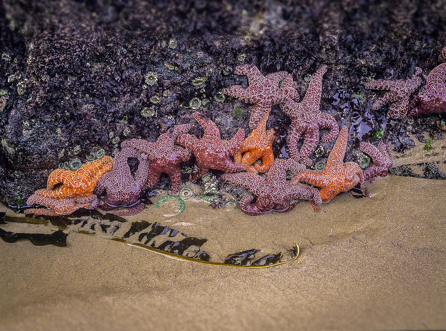 Purple and Ochre Sea Stars Photograph by Robert Potts