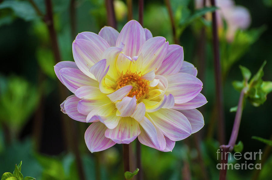 Flower Photograph - Purple and Yellow Dahlia #1 by M J
