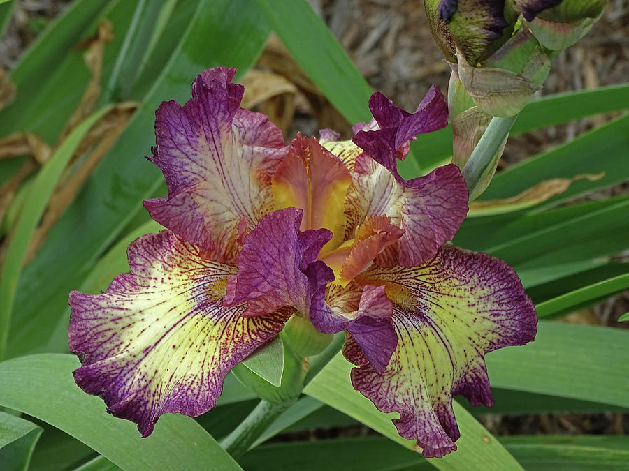 Purple and Yellow Iris #3 Photograph by Greg Boutz - Fine Art America