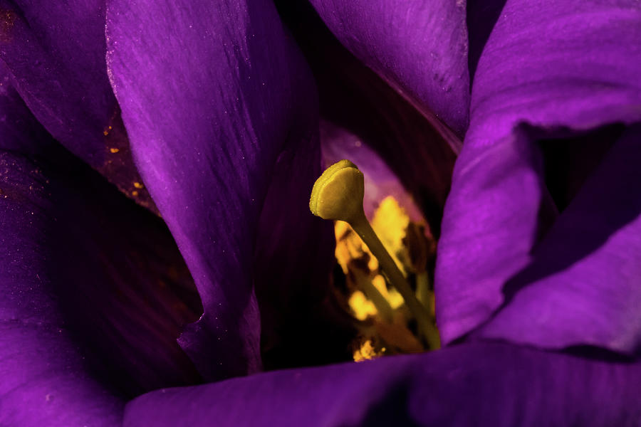 Purple and Yellow #1 Photograph by Jay Stockhaus