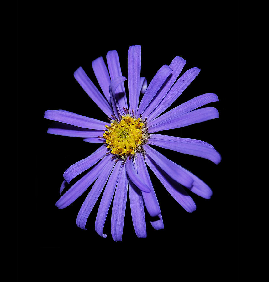 Purple Aster #1 Photograph by Michael Peychich