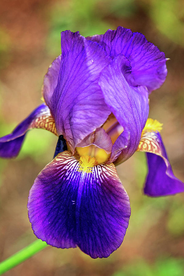 Purple Bearded Iris Print #1 Photograph by Gwen Gibson