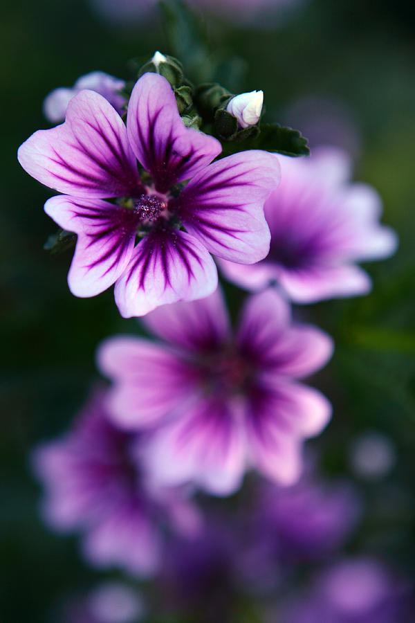 Purple Beauties #1 Photograph by Cherie Duran