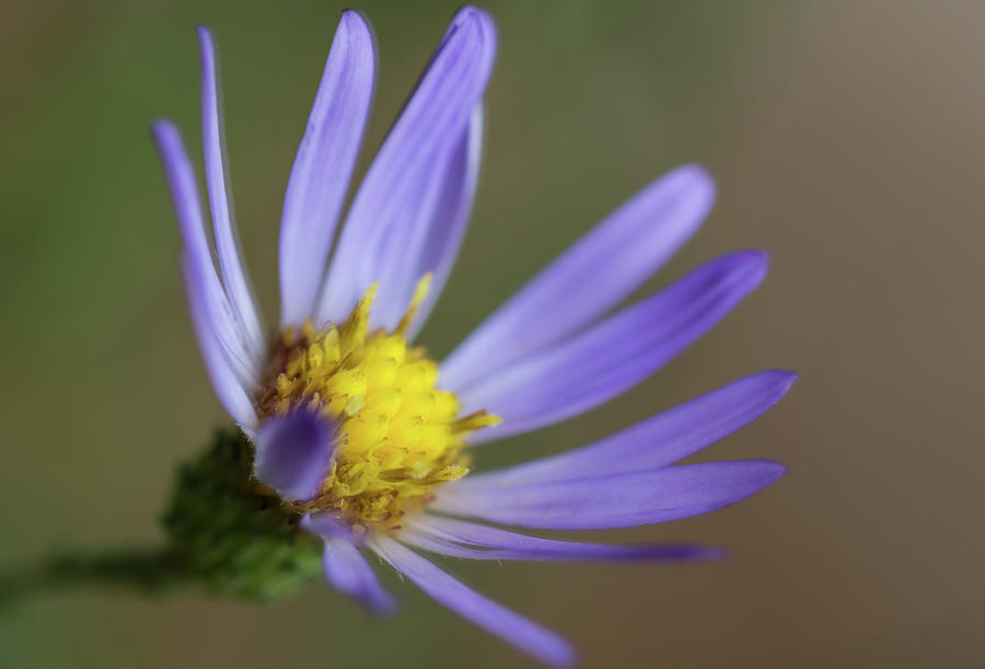 Purple Beauty by Serena Vachon Purple Beauty by Serena Vachon