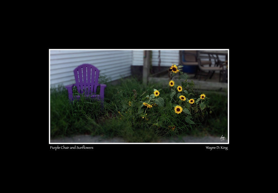 Purple Chair and Sunflowers #1 Photograph by Wayne King
