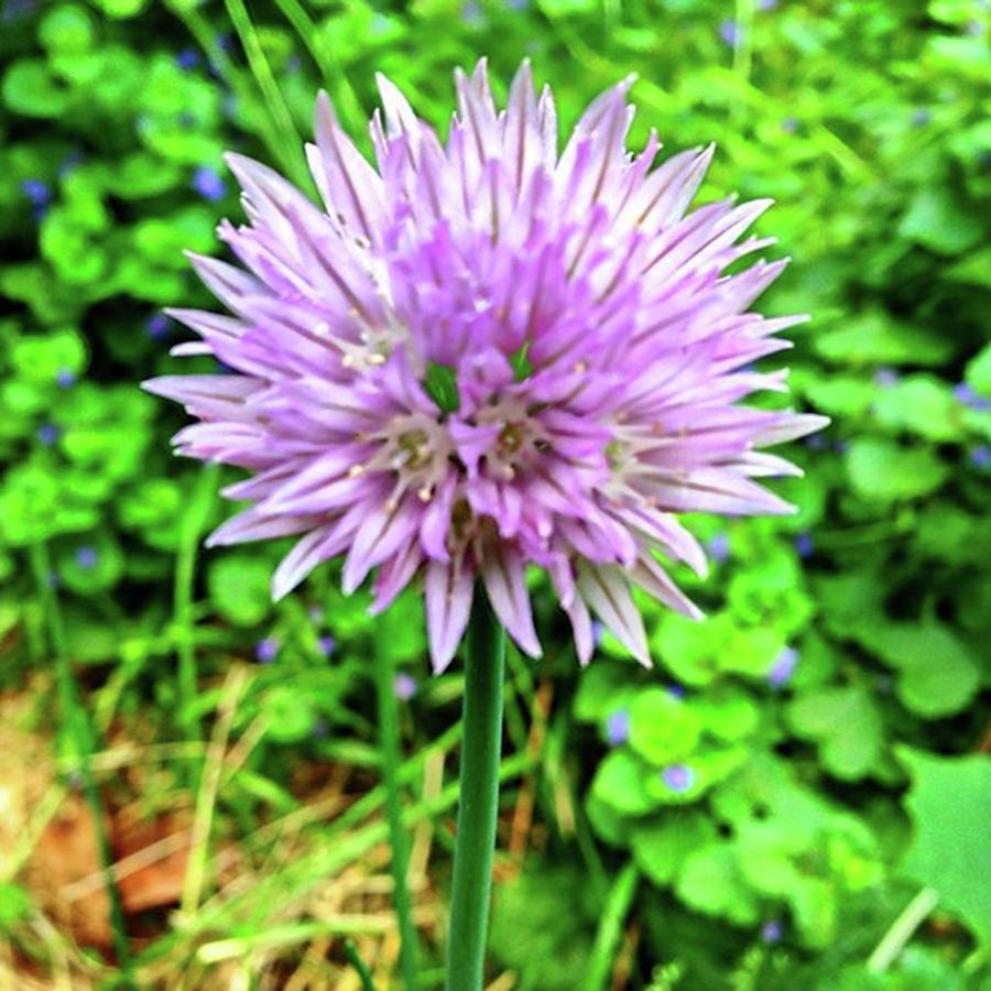 Spring Photograph - Purple Chive Flower. #purple #chive #1 by Amanda Richter