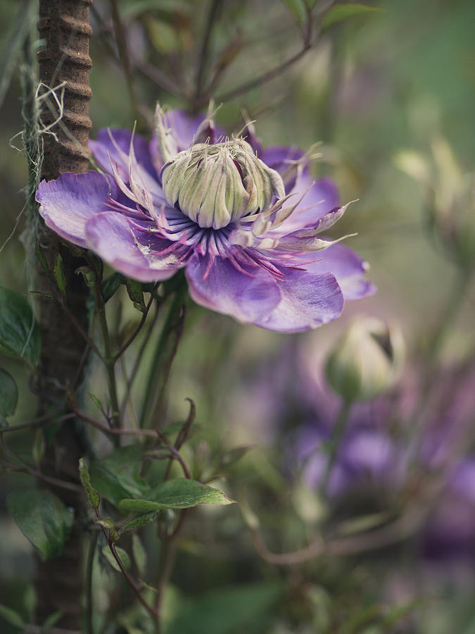Purple Clematis 2 #1 Photograph by Rebecca Cozart