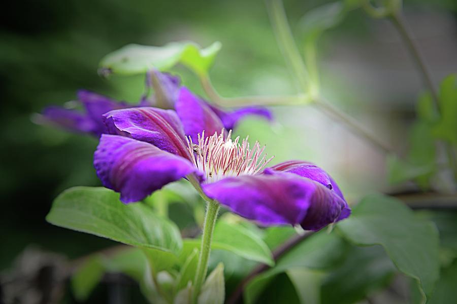 Purple Clematis #1 Photograph by Mary Timman