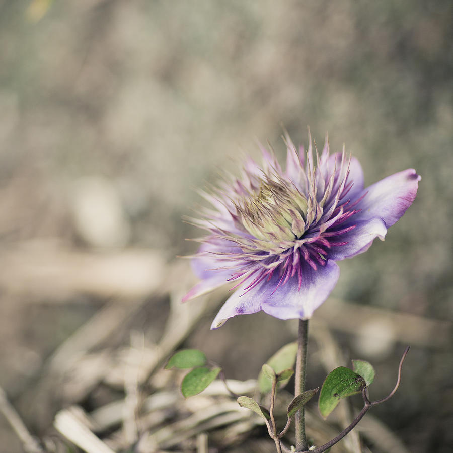 Purple Clematis #1 Photograph by Rebecca Cozart