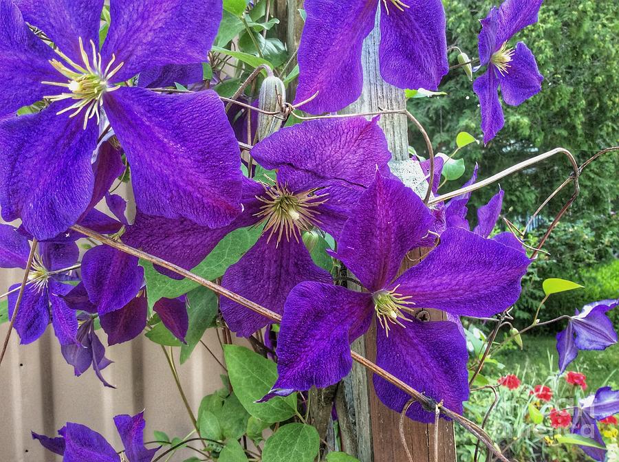 Purple Clematis Vine Painting by Anne Sands