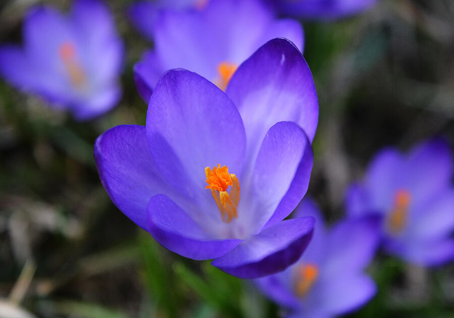 Spring Photograph - Purple Crocuses - 2015 by Richard Andrews