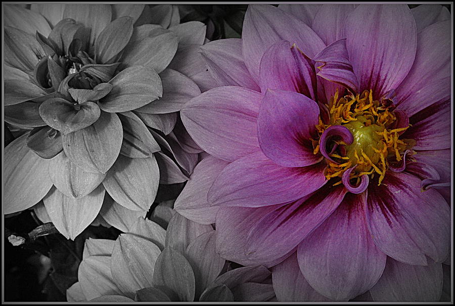 Purple Dahlia on Black and White Photograph by Dora Sofia Caputo
