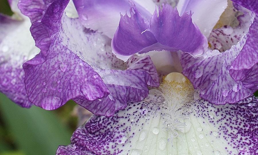 Iris Photograph - Purple Delight #1 by Bruce Bley