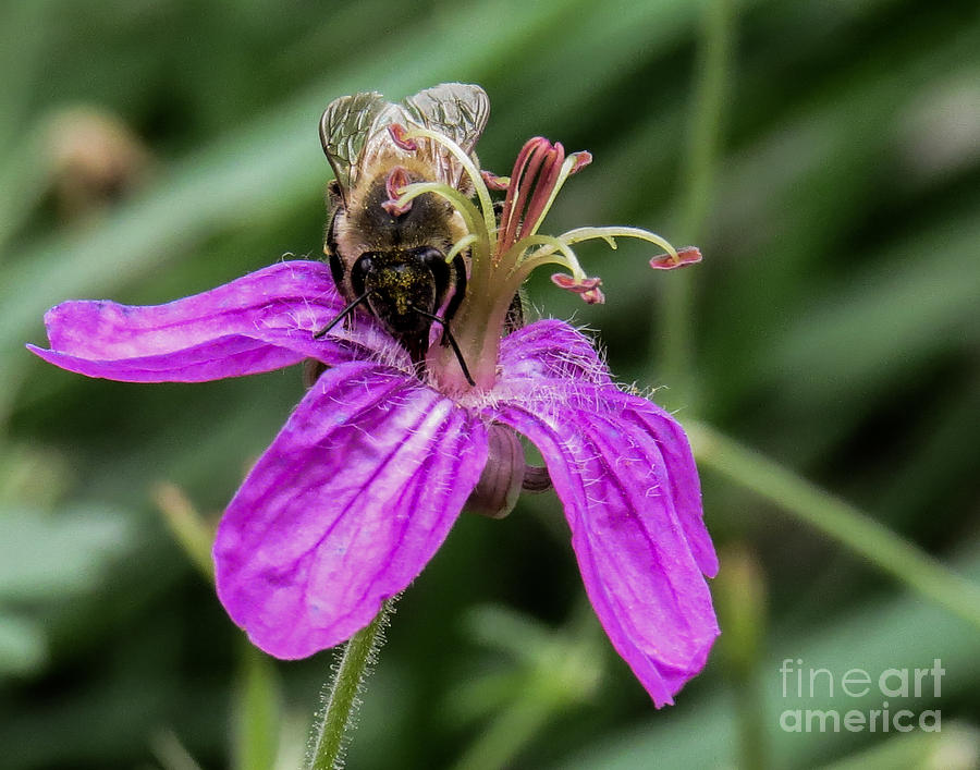 Purple Flower 3 Photograph by Christy Garavetto