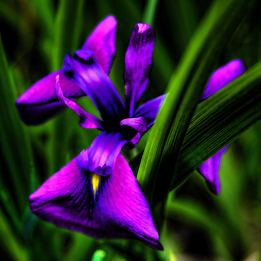 Purple Flower #1 Photograph by David Patterson