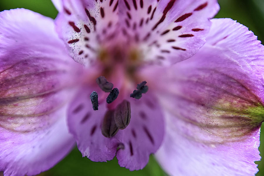 Purple Flower #1 Photograph by Kuni Photography