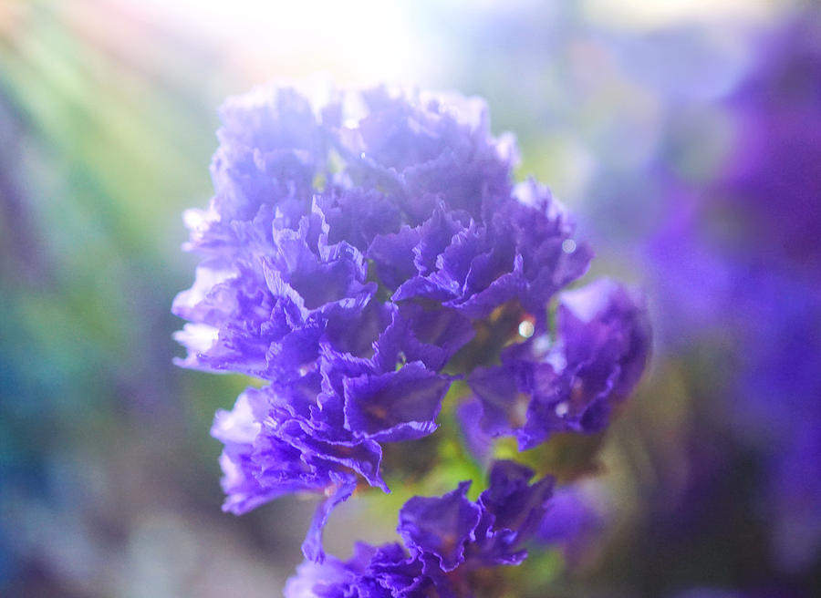 Purple Flower #1 Photograph by Lilia S