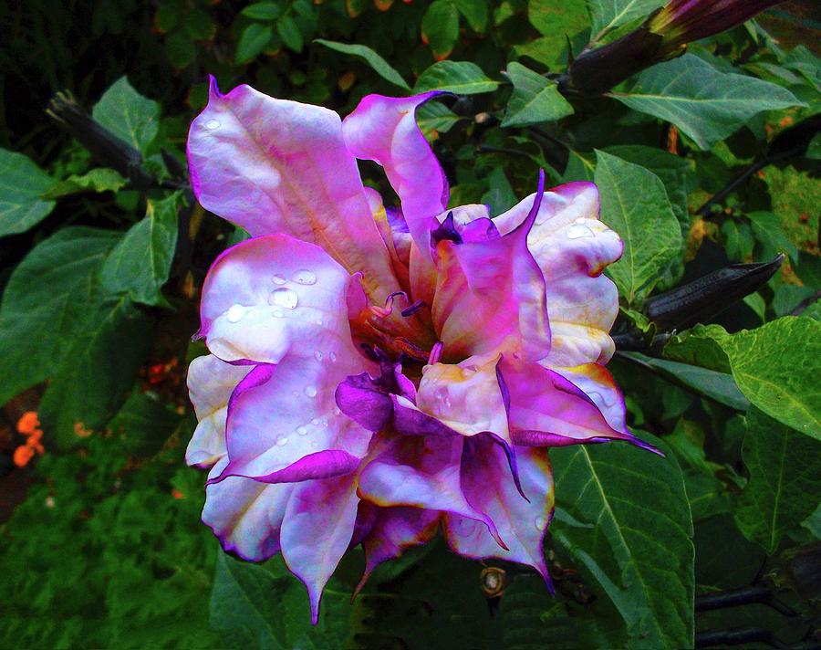 Purple Flower #1 Photograph by Mark Blauhoefer