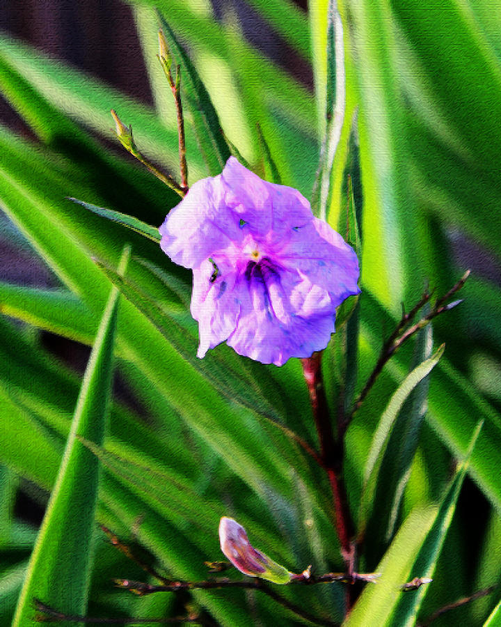 Purple Flower Power #1 Photograph by Audrey Robillard