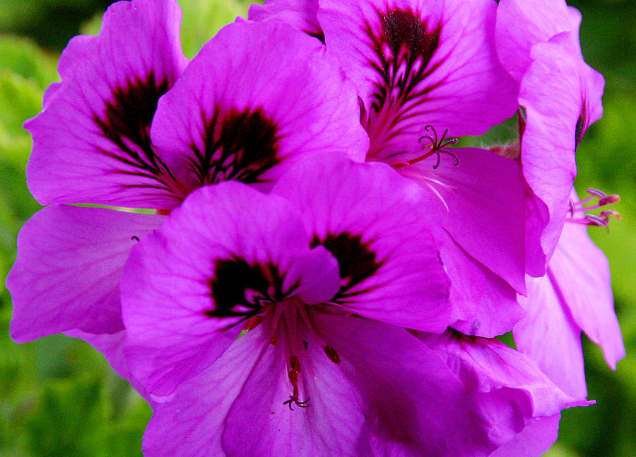 Purple Flowers  #1 Photograph by Anthony Jones