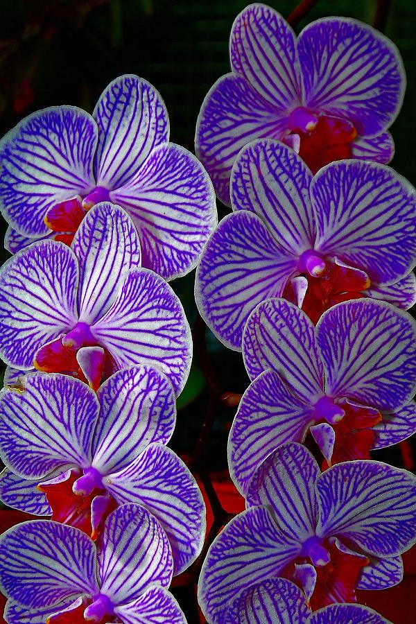 Purple Flowers #1 Photograph by Bill Howard