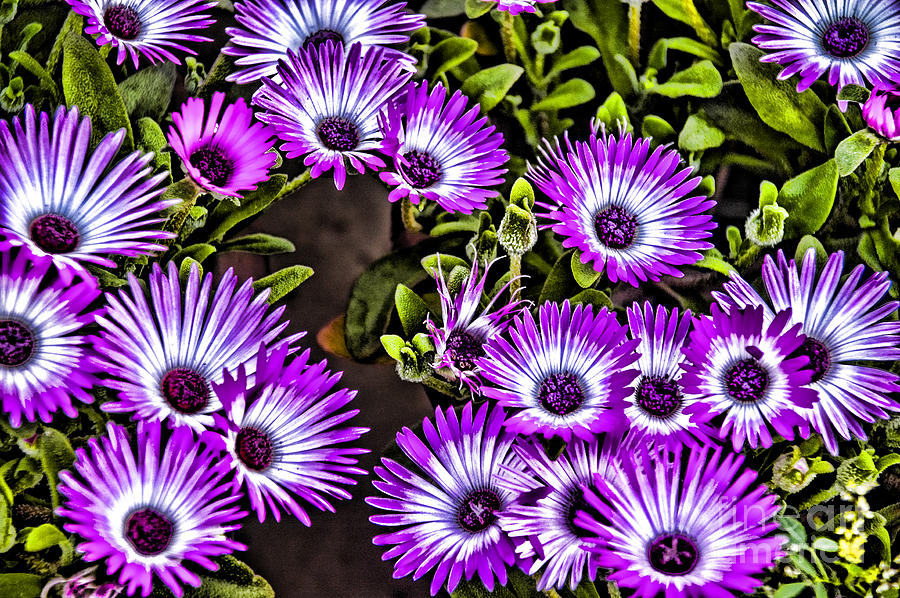 Purple Flowers #1 Photograph by Rick Bragan