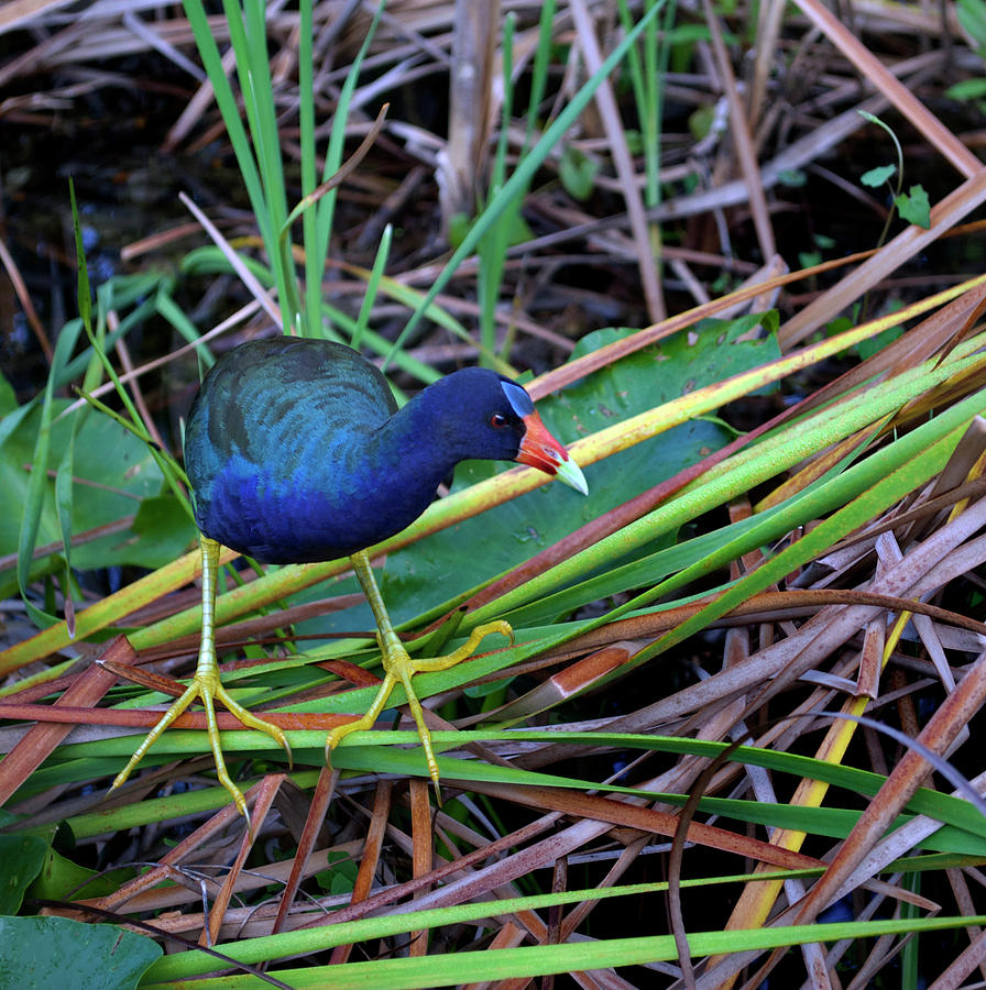 Purple Gallinule #1 Photograph by Skip Willits