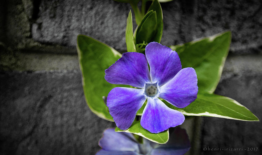 Purple Garden Flower #1 Photograph by Henri Irizarri