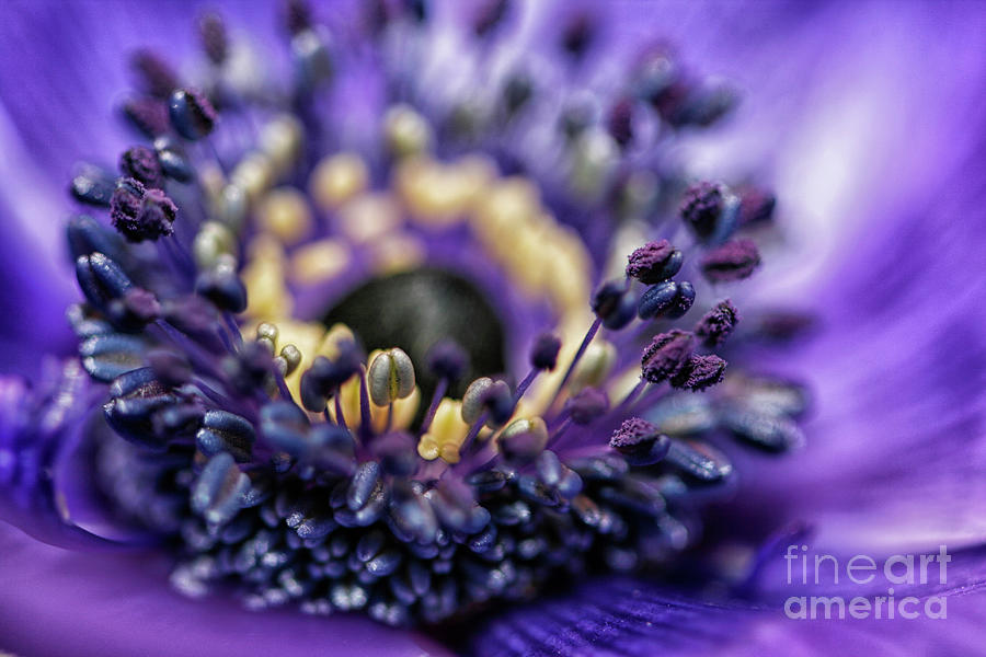 Purple heart of a flower Photograph by Patricia Hofmeester