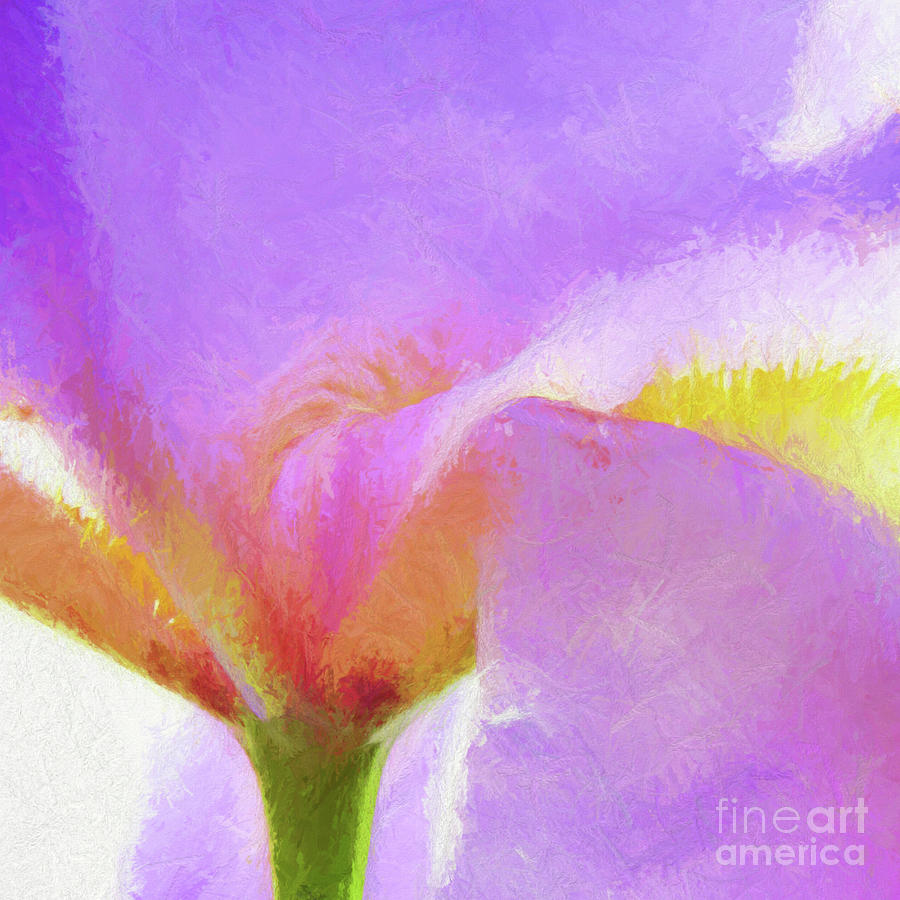 Purple Iris Abstract #1 Photograph by Scott Cameron