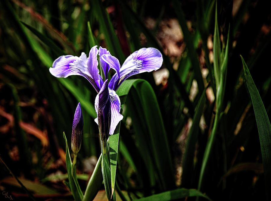 Purple Iris #1 Photograph by Camille Lopez