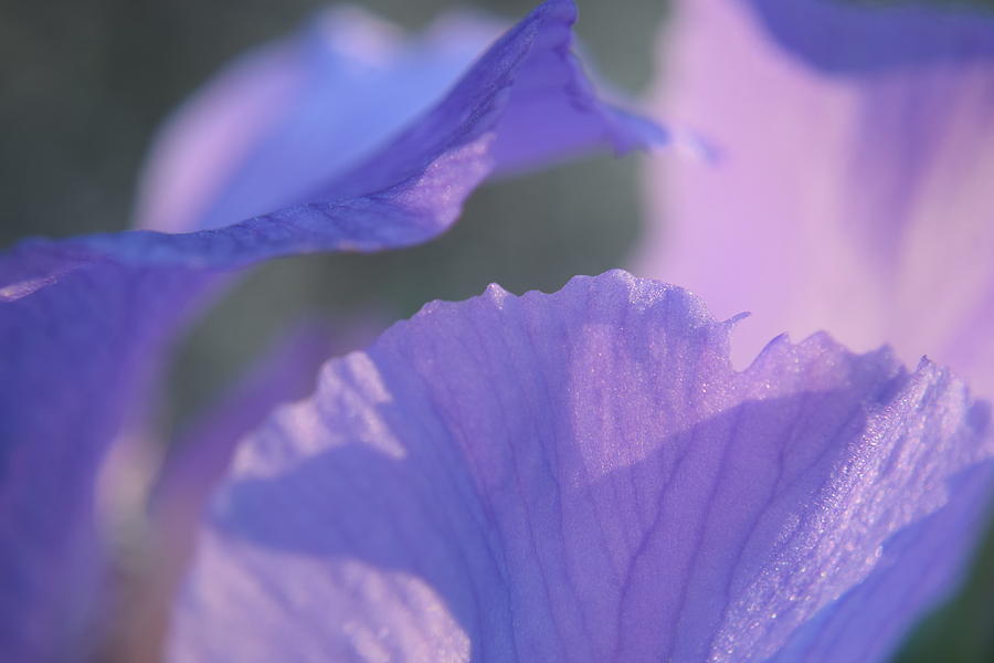Purple Iris #1 Photograph by Curtis Krusie