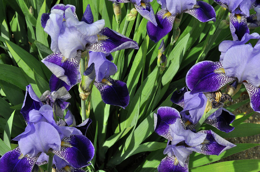 Purple Iris #1 Photograph by Diane Lent