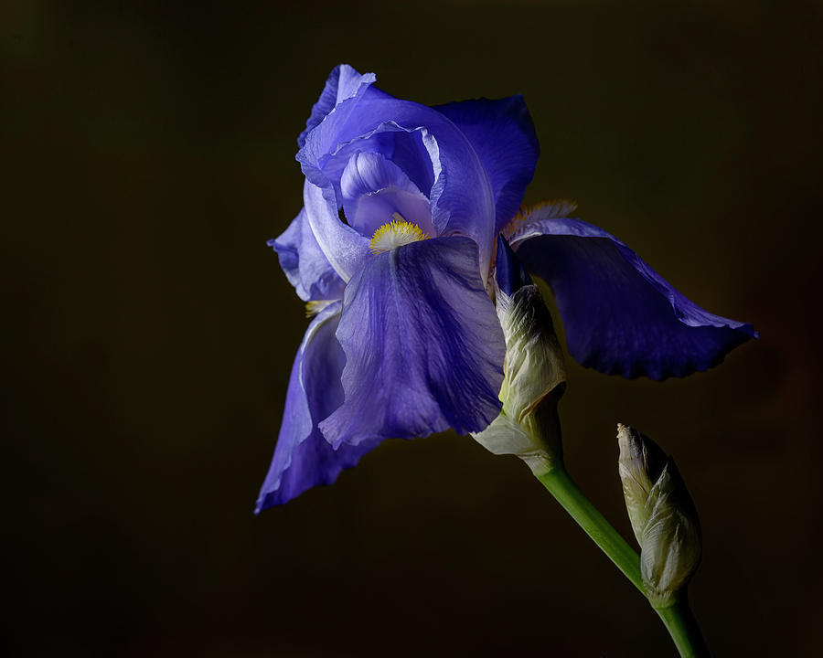 Purple Iris Flower #1 Photograph by Art Whitton