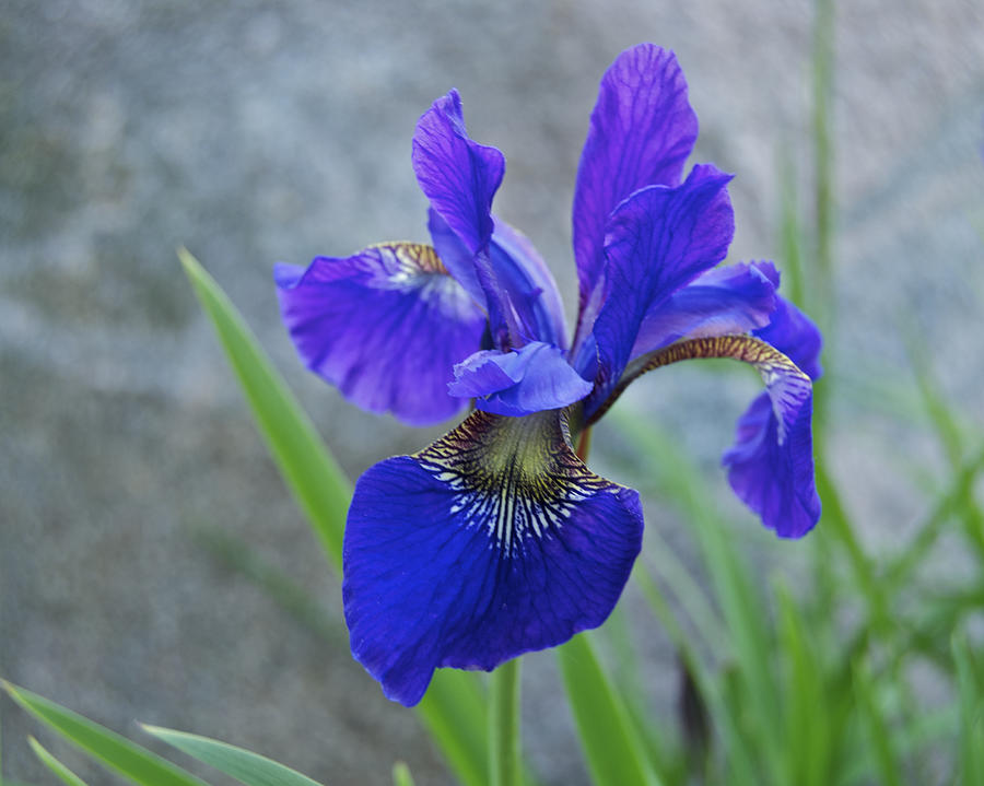 Purple Iris #1 Photograph by Michael Peychich