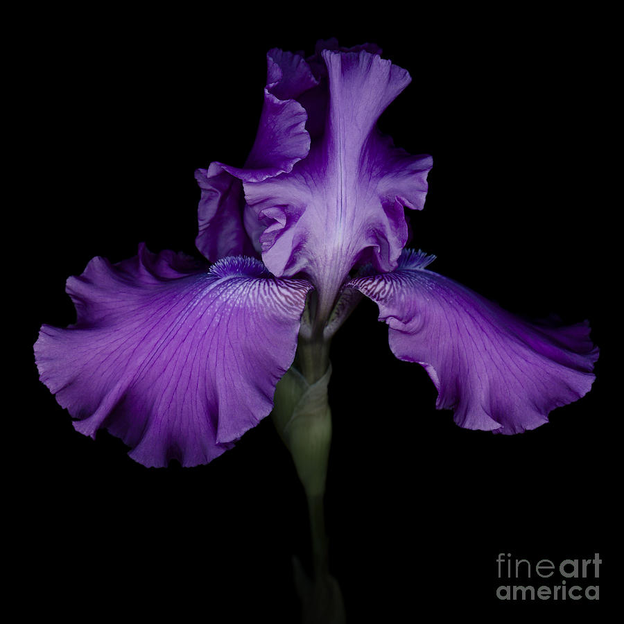 Iris Photograph - Purple Iris #1 by Oscar Gutierrez