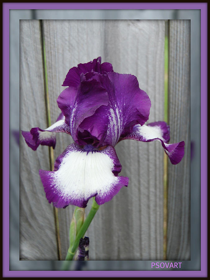 Purple Iris #1 Photograph by Patty Vicknair