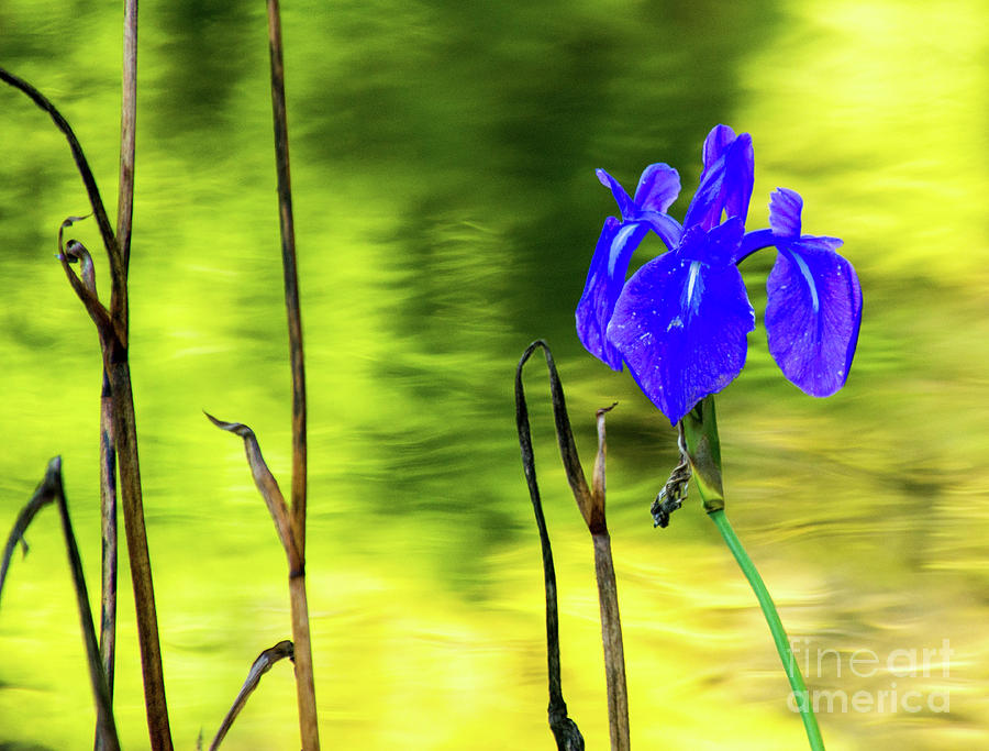 Purple Iris #1 Photograph by Tina Hailey