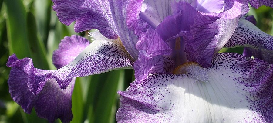 Purple Iris Up Close #1 Photograph by Bruce Bley