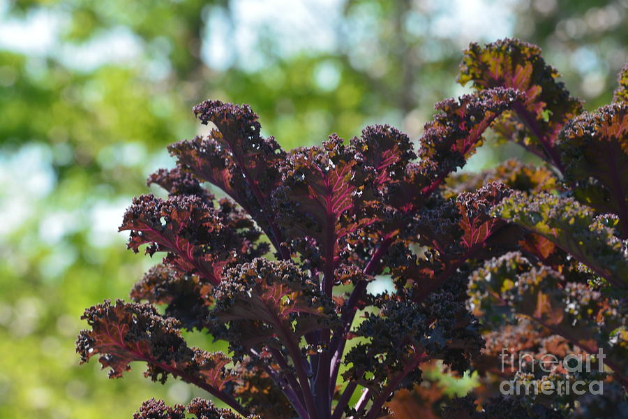 Purple Kale #1 Photograph by Maria Urso
