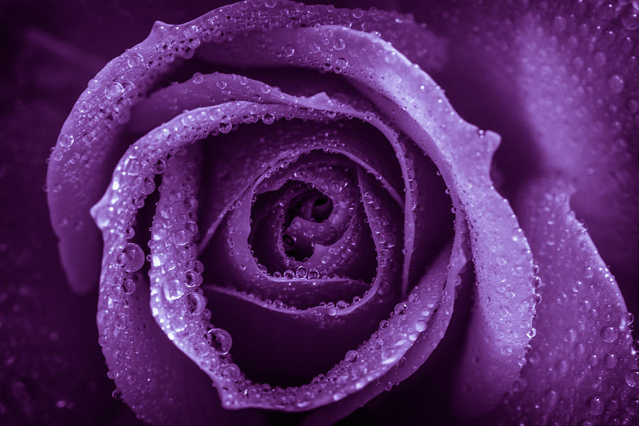 Purple #1 Photograph by Keith Hawley