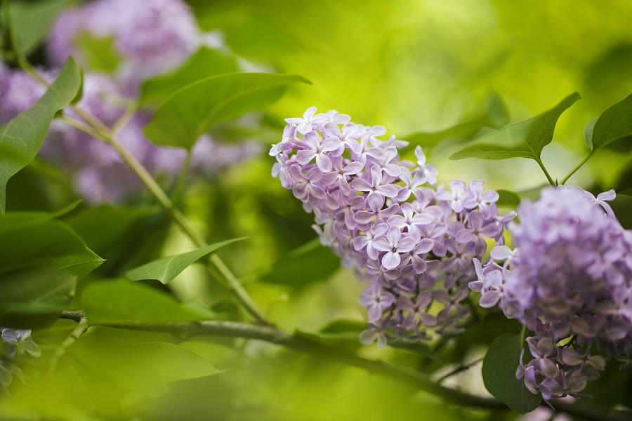 Purple Lilac Photograph
