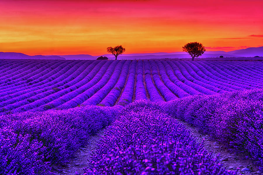 Sunset Photograph - Purple love #2 by Midori Chan