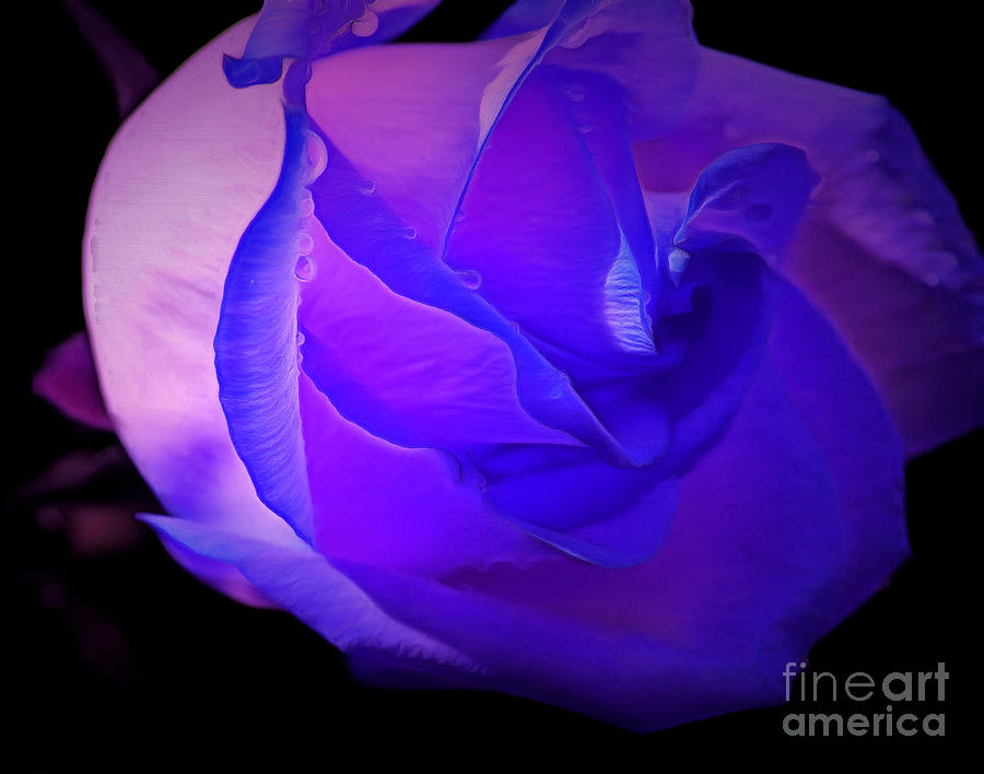 Flower Photograph - Purple Majesty #1 by Krissy Katsimbras