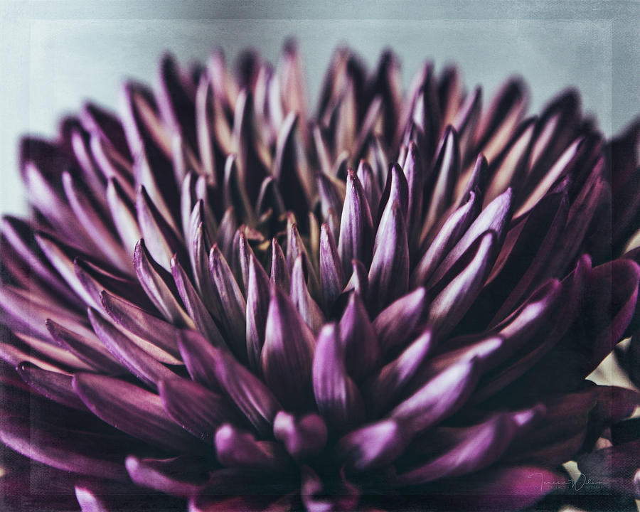 Flowers Still Life Photograph - Purple Majesty #1 by Teresa Wilson