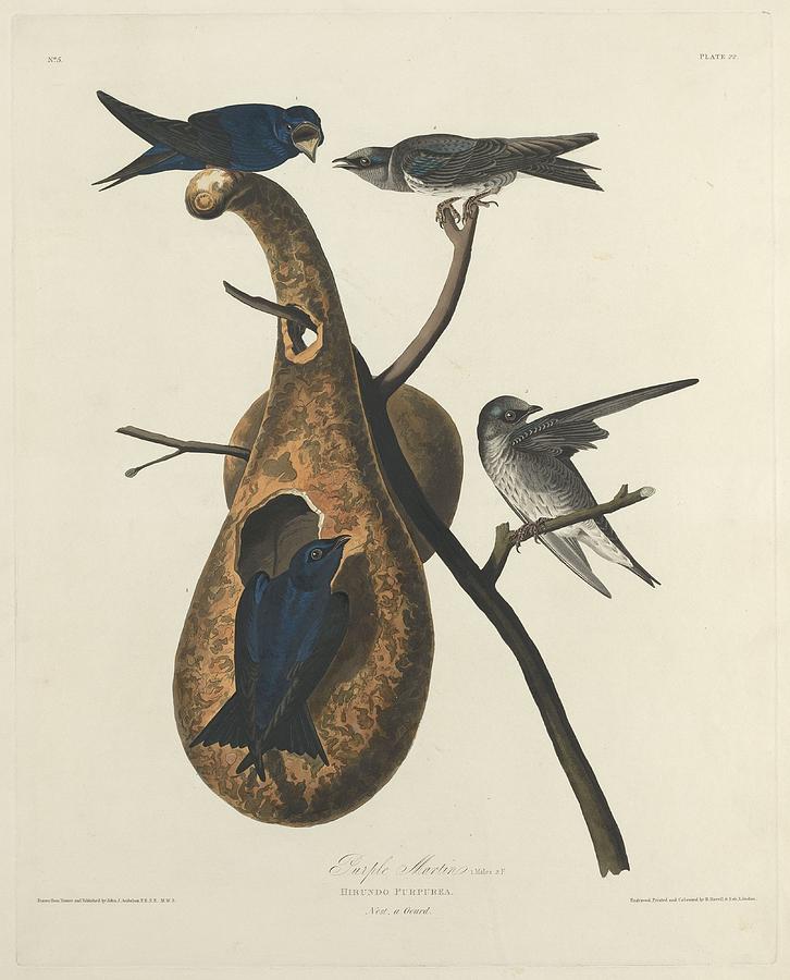 Purple Martin #1 Drawing by Dreyer Wildlife Print Collections 