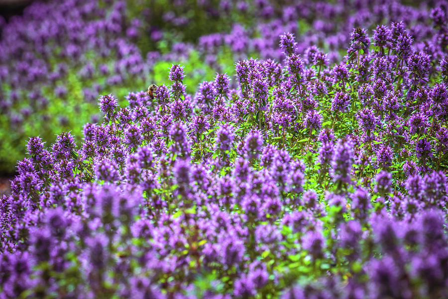 Purple Meadow #1 Photograph by Lilia S
