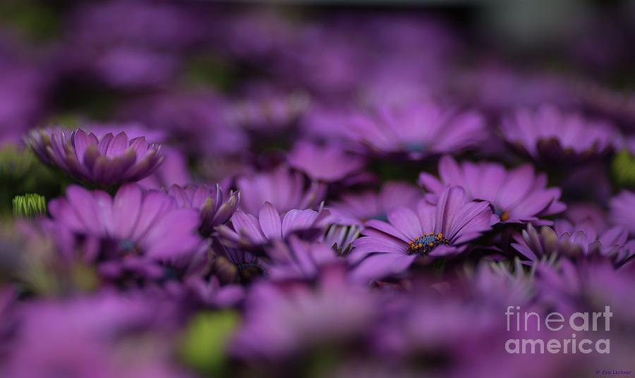 Purple Mood #1 Photograph by Eva Lechner