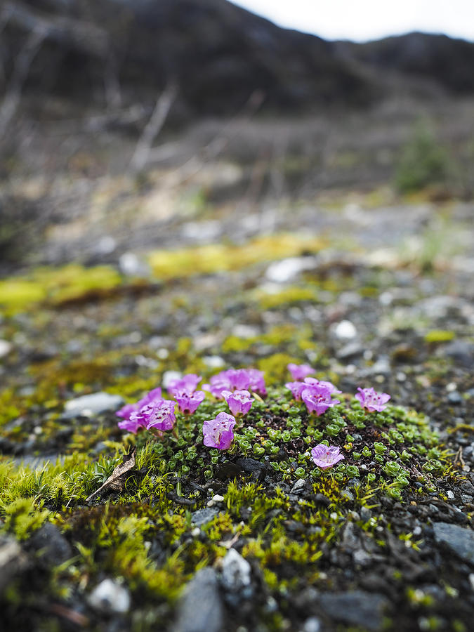 Purple Mountain Saxifrage #1 Photograph by Ian Johnson