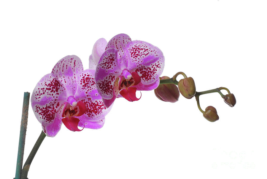 Purple Orchid #1 Photograph by Eran Turgeman